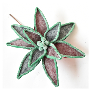 Atrovirens Christmas Flower