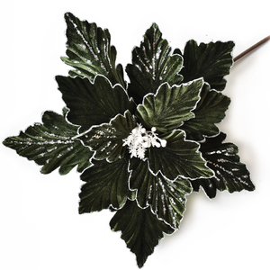 Atrovirens and Christmas Flower