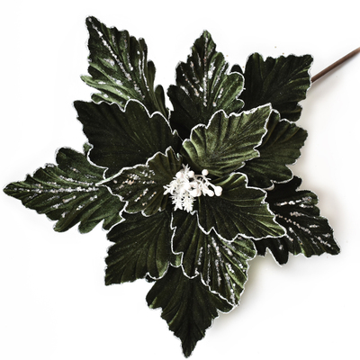 Atrovirens and Christmas Flower